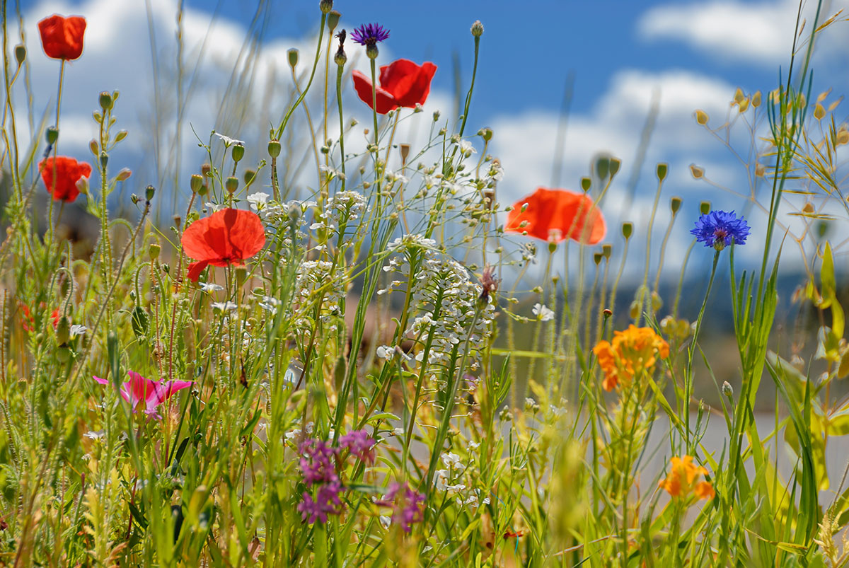 Wildflowers in various colors, including red, yellow, purple, and blue, bloom in a sunny meadow under a bright blue sky with scattered white clouds.