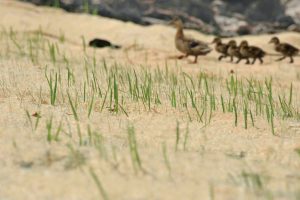 A duck and four ducklings walk in a line on sandy terrain with sparse green grass, appearing blurred in the background. The foreground shows sharp, young grass blades.