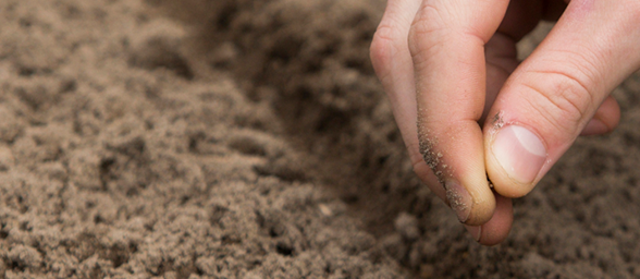 Close-up of a hand placing a small seed into loose soil.