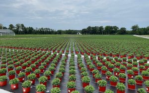 Rows of small green plants in red pots are lined up neatly on black plastic sheeting outdoors, stretching into the distance with trees and a greenhouse visible in the background under a cloudy sky.