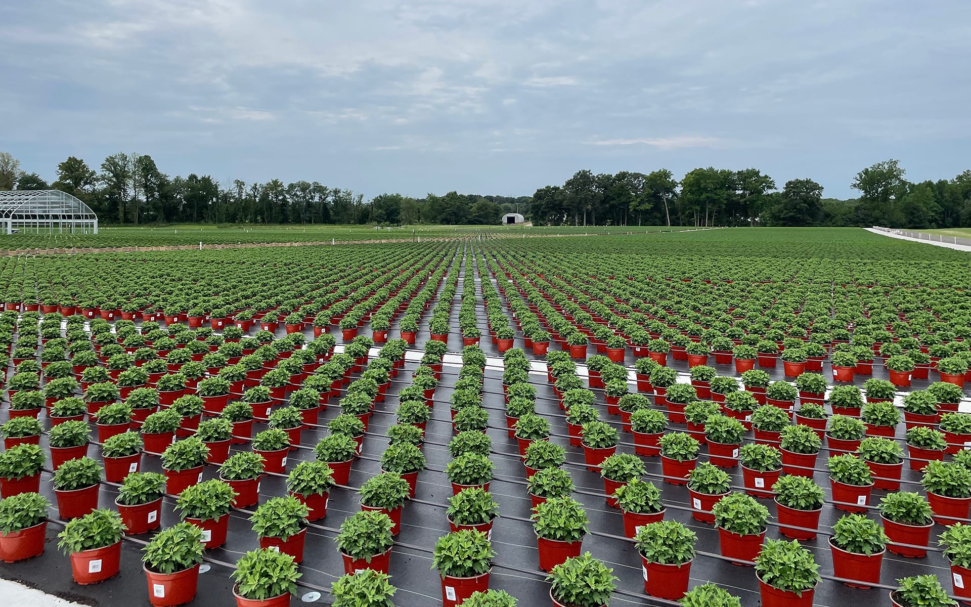Rows of small green plants in red pots are lined up neatly on black plastic sheeting outdoors, stretching into the distance with trees and a greenhouse visible in the background under a cloudy sky.