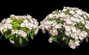 Two potted plants with lush green leaves and clusters of white flowers are displayed against a black background. The plant on the right is larger and fuller than the one on the left.