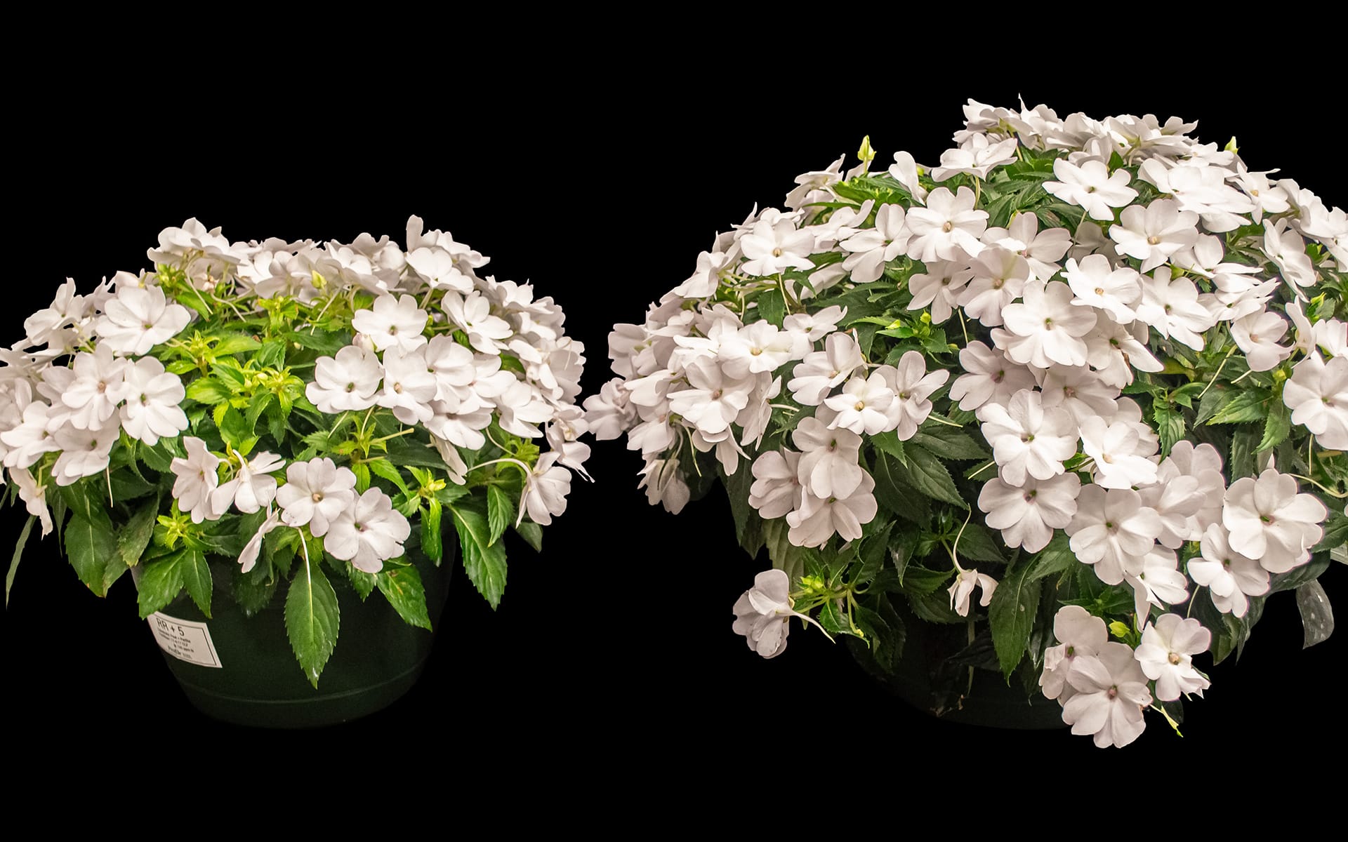 Two potted plants with lush green leaves and clusters of white flowers are displayed against a black background. The plant on the right is larger and fuller than the one on the left.