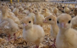 A large group of fluffy, yellow baby chicks stand close together on wood shavings inside a poultry barn, looking curiously toward the camera.