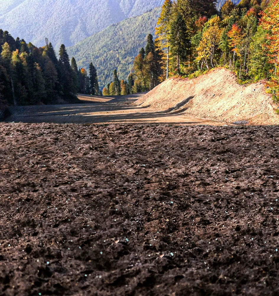 A dirt path or field leads into a forested area with tall green trees and mountains in the background under soft sunlight.