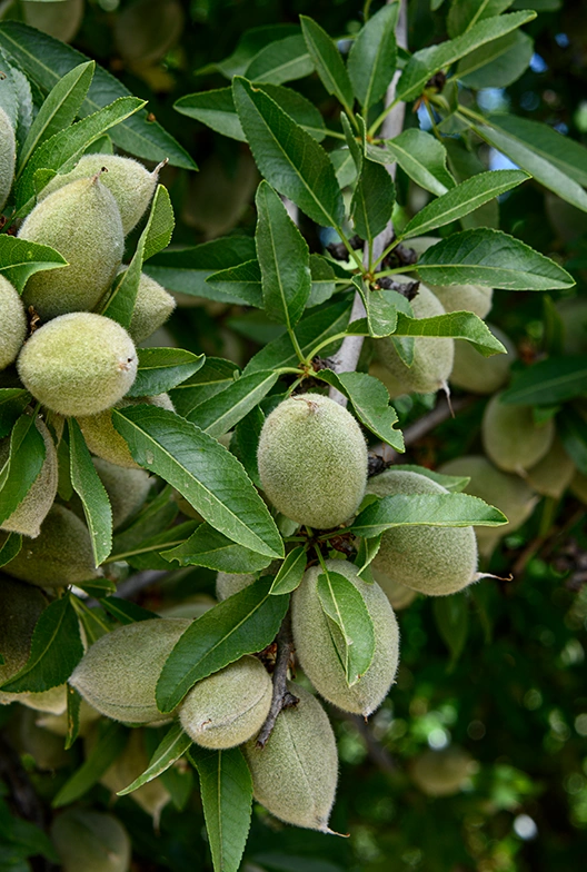 Almond tree branches with clusters of unripe, fuzzy green almonds surrounded by elongated green leaves.