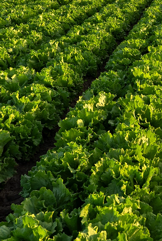 Rows of green lettuce plants growing in a field, illuminated by sunlight.