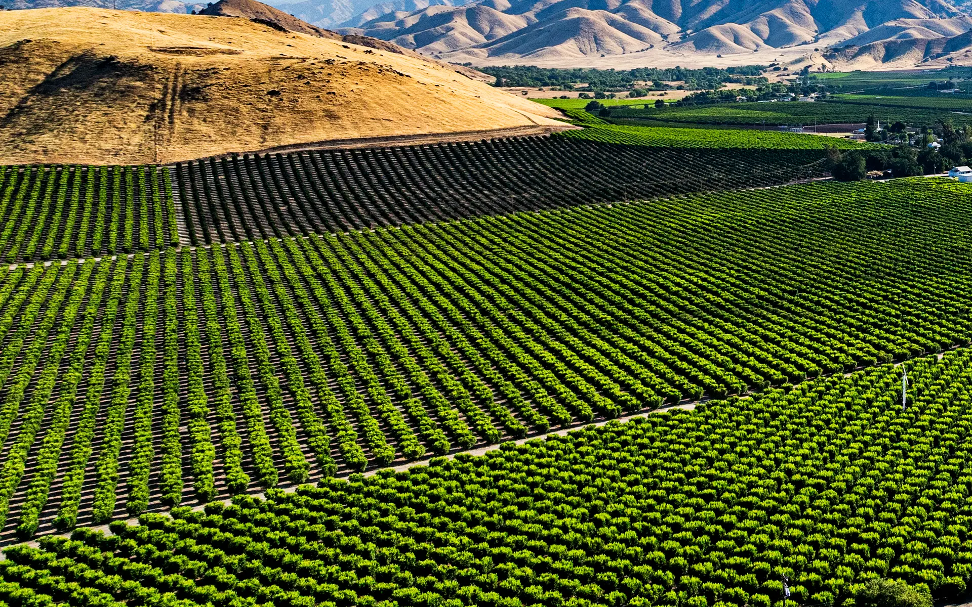 Aerial view of green vineyards with parallel rows, a dry hill in the background, and distant mountains under a blue sky.