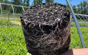 Close-up of a plants root ball, with white roots densely circling the soil, held up outdoors in a sunny greenhouse with green crops and metal hoops in the background.