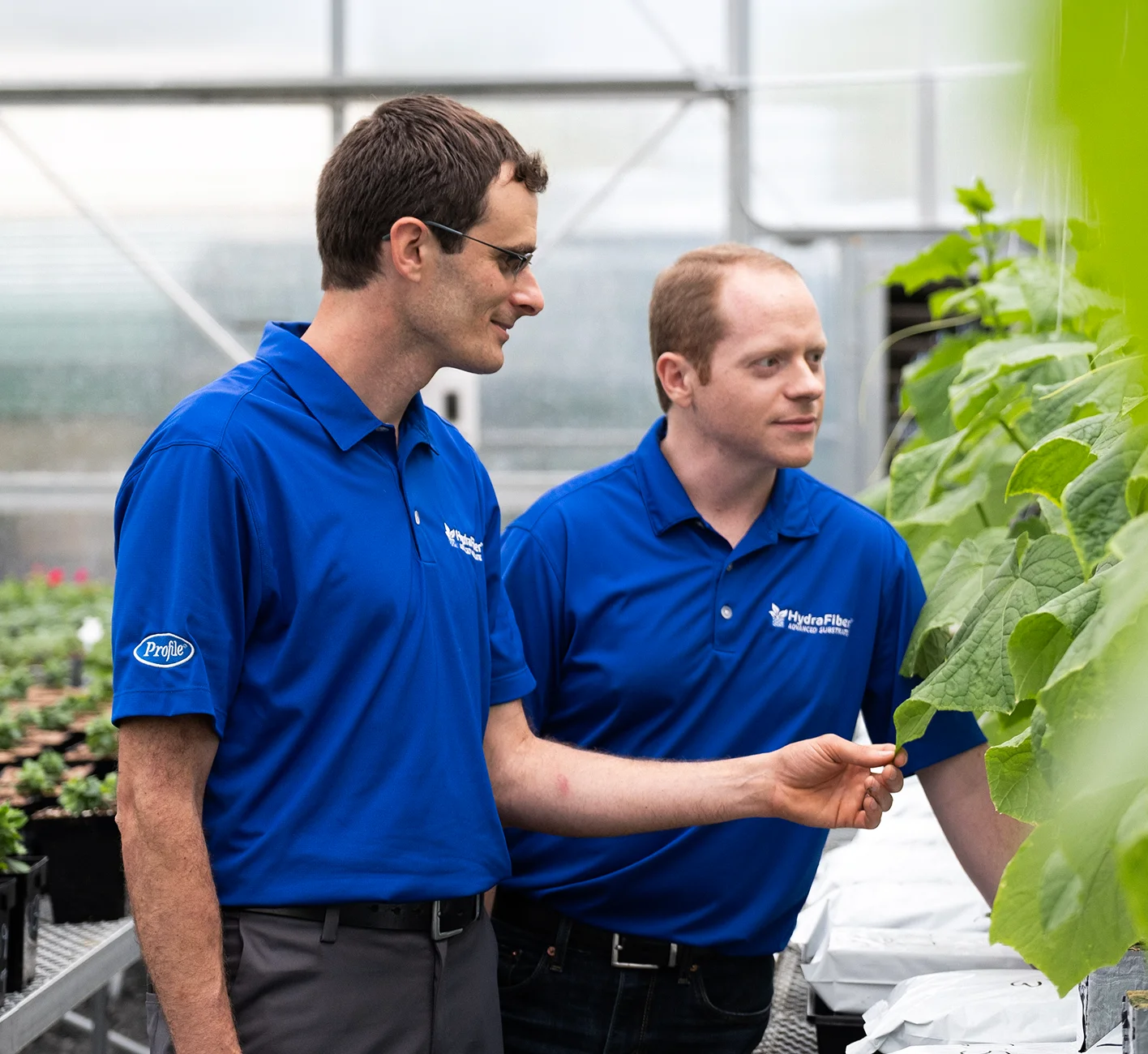 Employees inspecting plants in hydroponic growing system