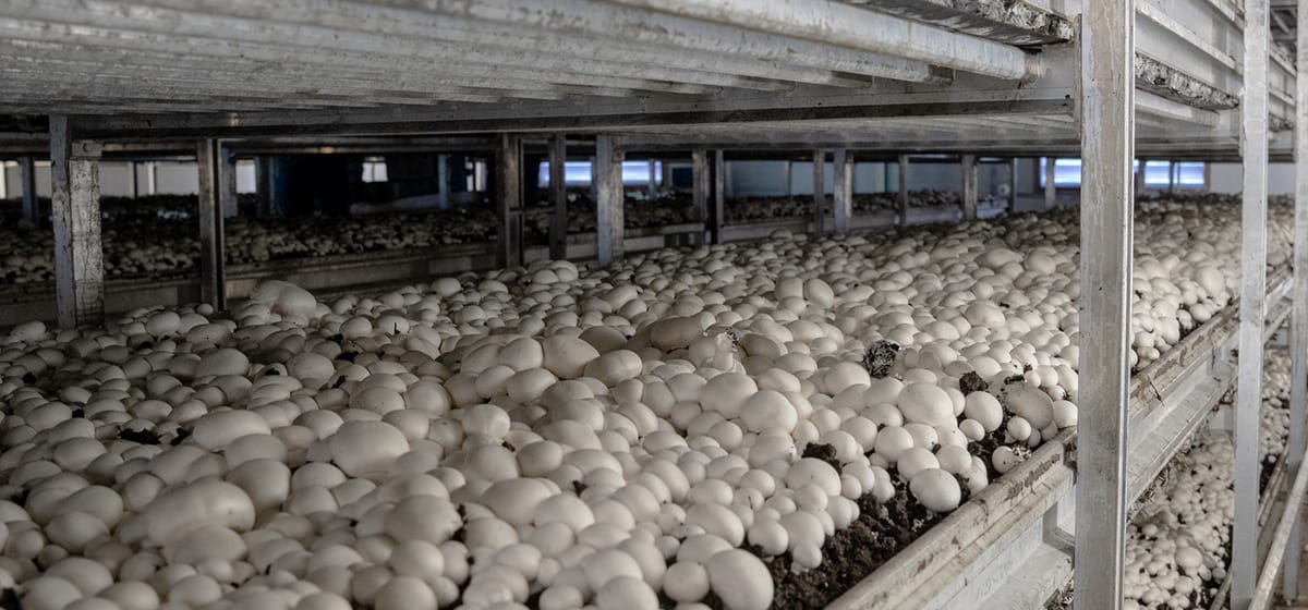 Rows of white mushrooms growing on stacked shelves in an indoor mushroom farm, with soil visible beneath the mushrooms and metal frames supporting the shelves.