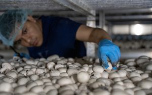 A person wearing a blue hairnet and gloves harvests white mushrooms from a densely packed mushroom bed inside a growing facility.