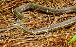 A garter snake slithers through dry pine needles on the ground, blending in with its surroundings. Its patterned scales are visible along its long, curved body.
