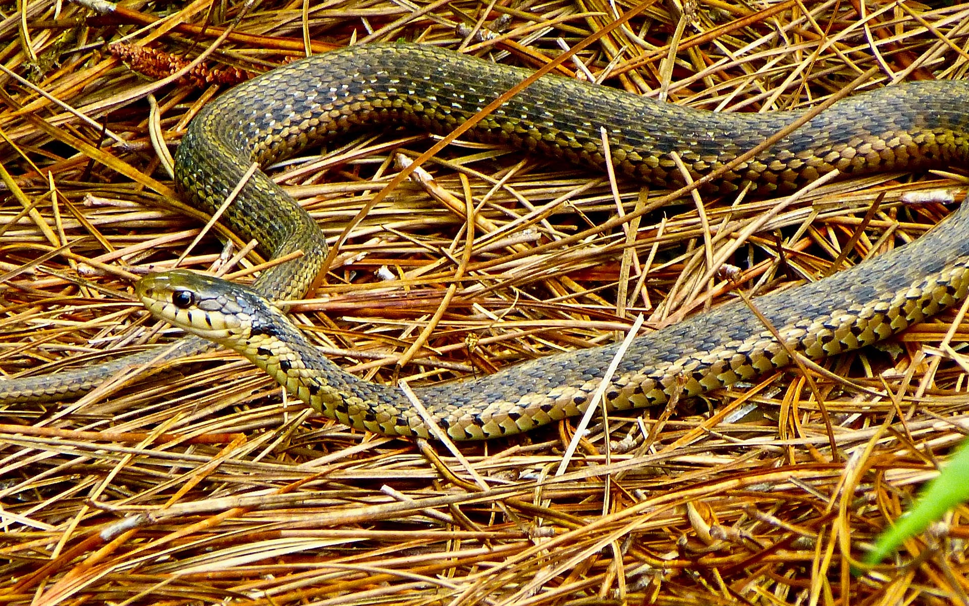 A garter snake slithers through dry pine needles on the ground, blending in with its surroundings. Its patterned scales are visible along its long, curved body.