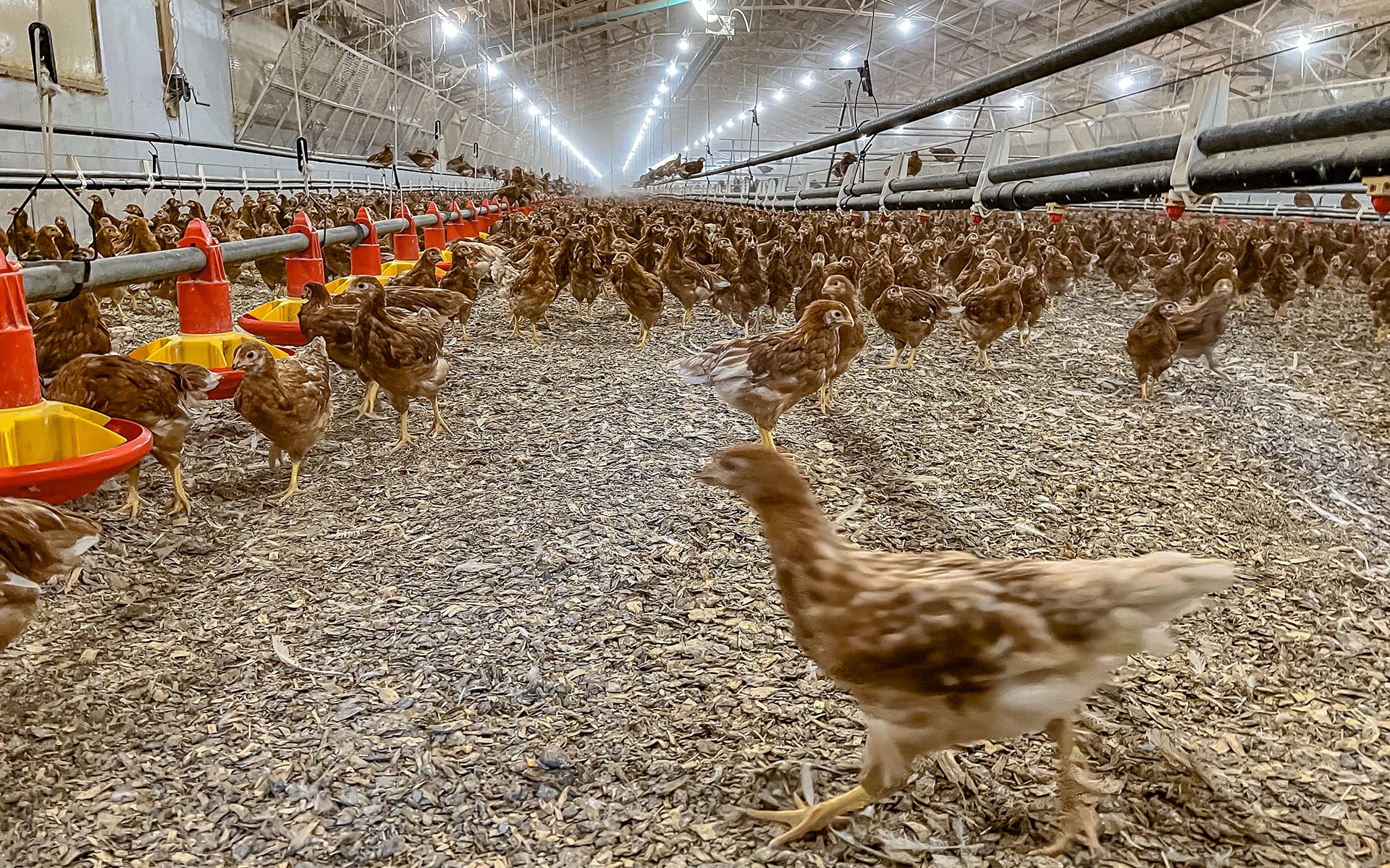 Hundreds of brown chickens roam inside a large, well-lit commercial poultry house with feeding stations and wood chip-covered floor.