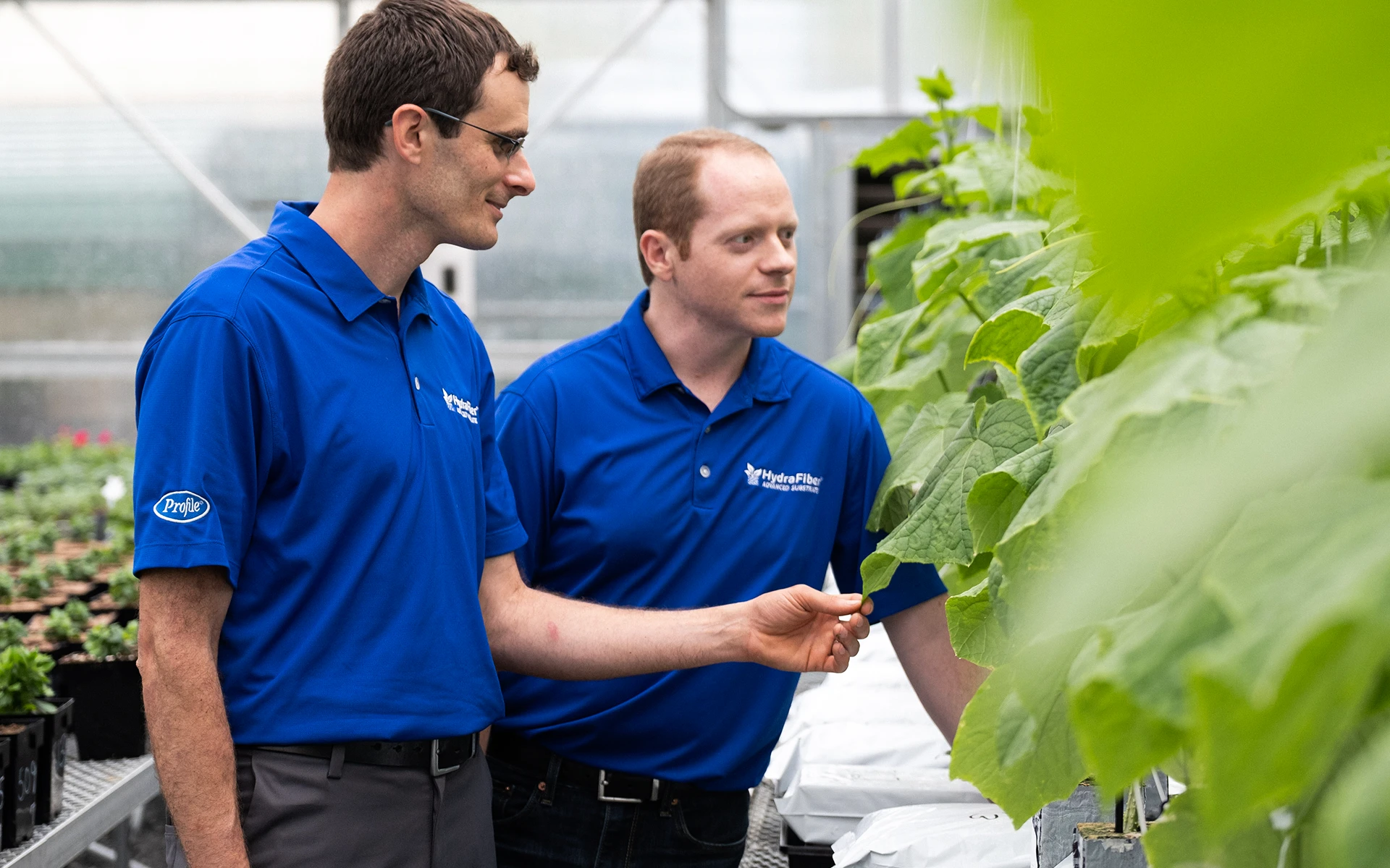 Employees inspecting plants in hydroponic growing system