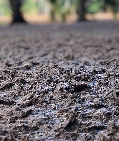 Close-up of wet, muddy ground with rough texture. The background is blurred, showing hints of trees and greenery, indicating an outdoor, natural setting.