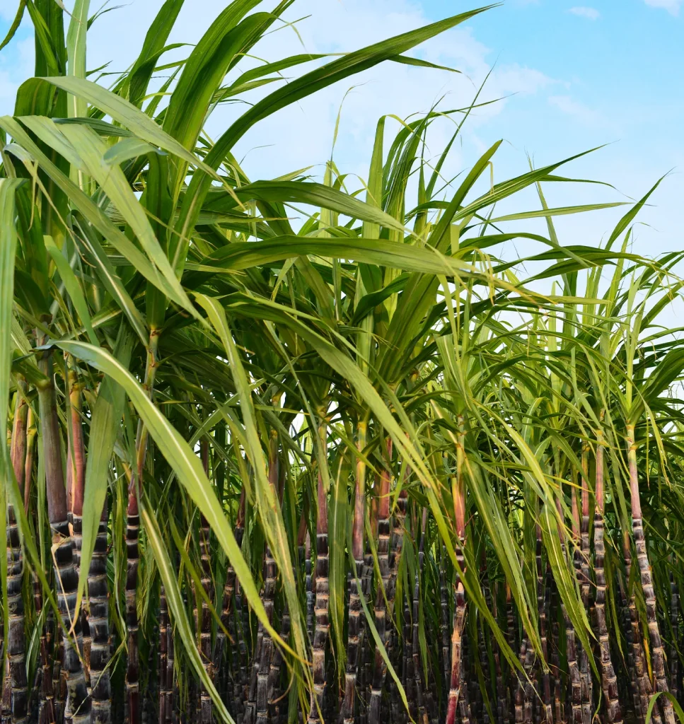 Sugar cane crop on a commercial farm.