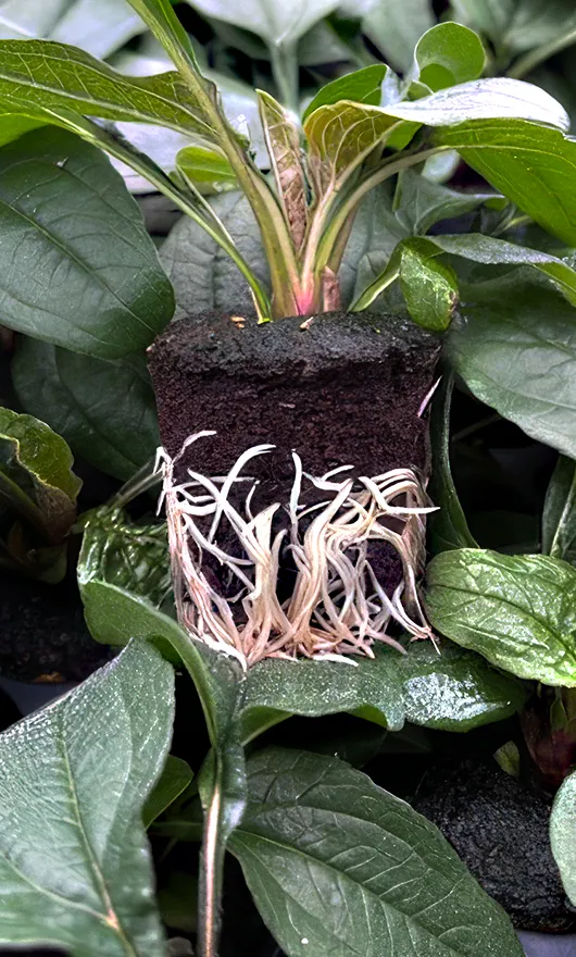A small plant with green leaves grows in a soil plug. White roots are visible, emerging from the bottom and sides of the plug. The plant is surrounded by other green leaves.