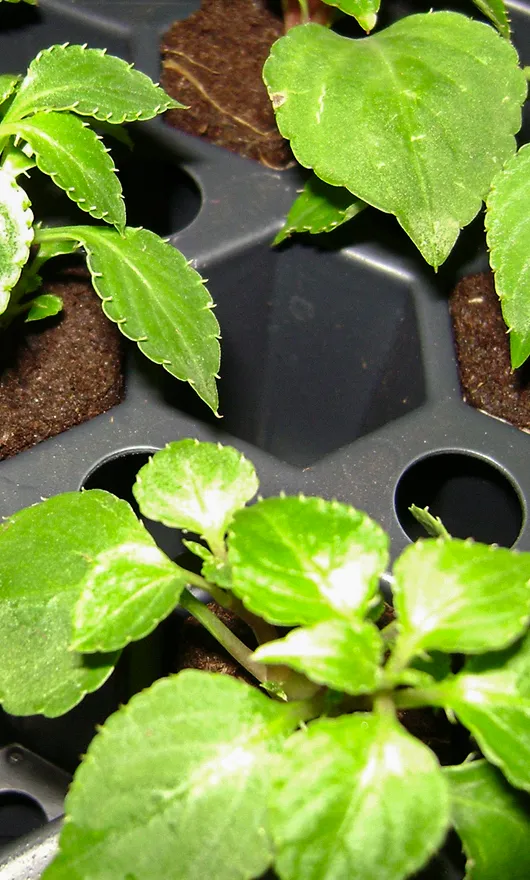 Close-up of green seedlings growing in a black plastic seed tray filled with soil, with the leaves and soil clearly visible.