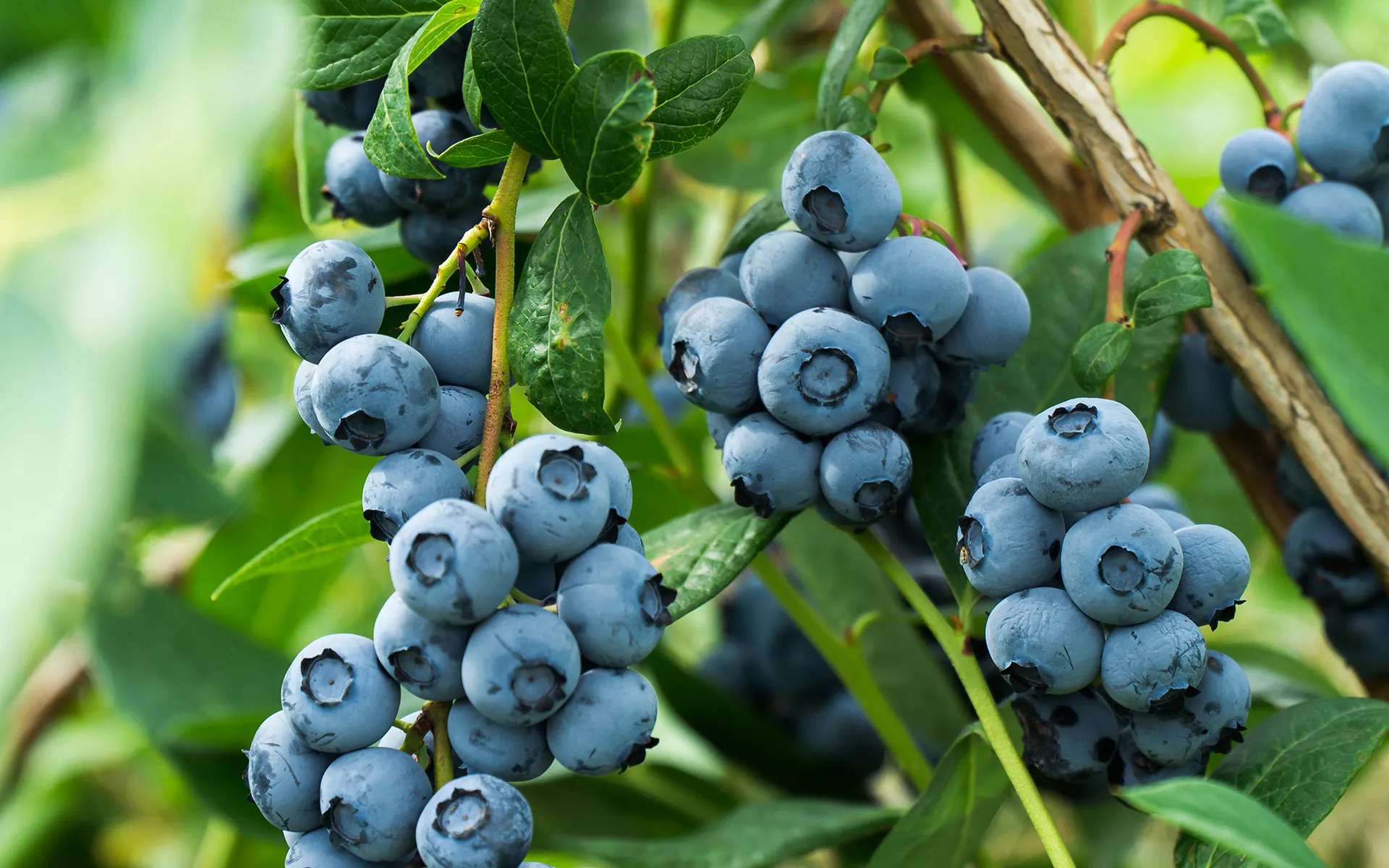 Clusters of ripe blueberries growing on green leafy branches outdoors, with some berries showing small imperfections.