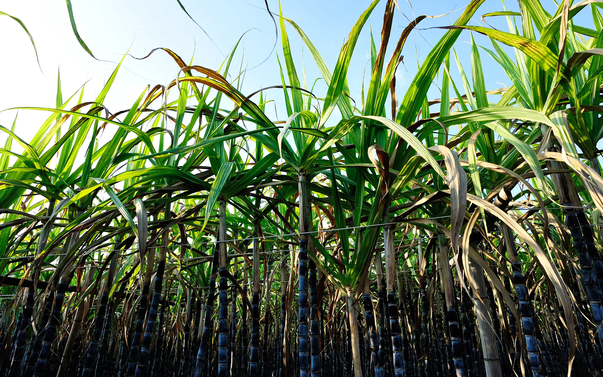 Rows of tall green sugarcane plants grow closely together under a clear blue sky, with sunlight shining through the long leaves.