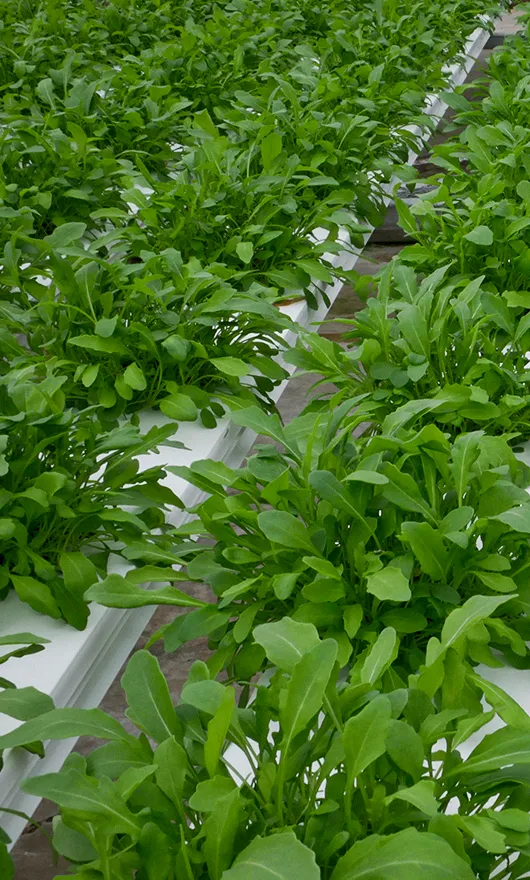 Rows of lush green arugula plants growing indoors in a hydroponic system, with white trays supporting the plants, seen from an angled perspective.