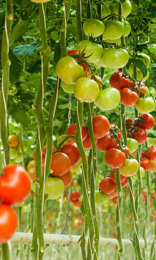 Rows of tomato plants with clusters of green and red tomatoes growing on tall vines in a greenhouse setting.
