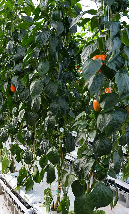 Rows of tall, leafy green plants growing indoors with orange bell peppers visible, supported by vertical strings and planted in white containers.