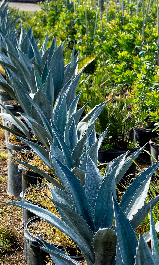 Rows of potted agave plants with thick, pointed blue-green leaves are arranged outdoors, surrounded by other green plants in pots.