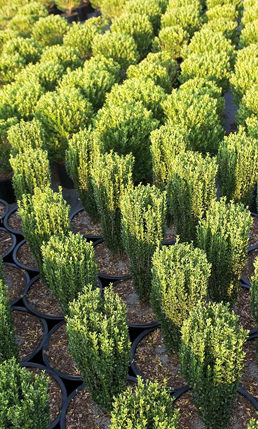 Rows of small, green boxwood shrubs growing in black plastic pots, arranged closely together outdoors in sunlight.