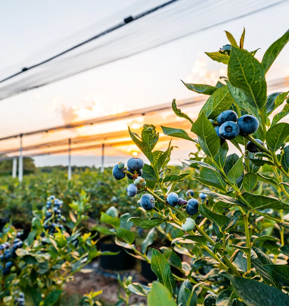 Close-up of ripe blueberries on a bush in a farm field at sunset, with protective netting overhead and more blueberry bushes—thriving among other farm crops—in the background.