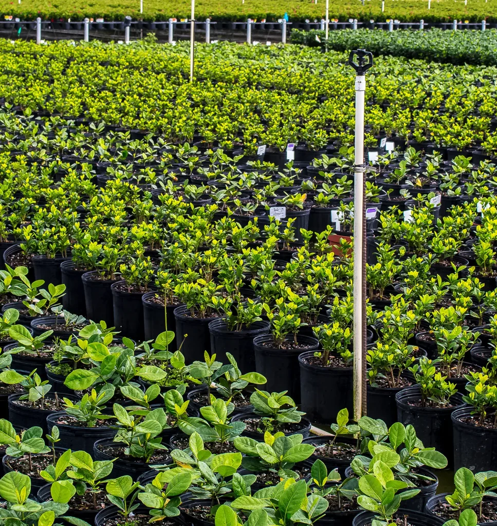 Rows of young green plants in black pots at a nursery, with a tall irrigation sprinkler in the center and more potted plants in the background.