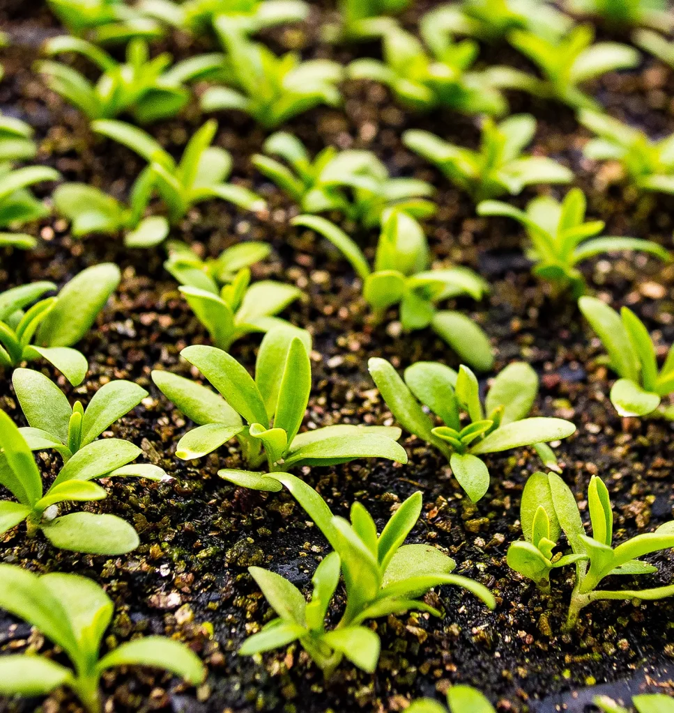 Close-up of many small green seedlings sprouting in dark, moist soil. The young plants have broad leaves and are evenly spaced, suggesting they are being cultivated in a garden or nursery setting.