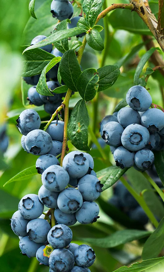 Clusters of ripe blueberries hang from leafy branches on a bush, set against a blurred green background.