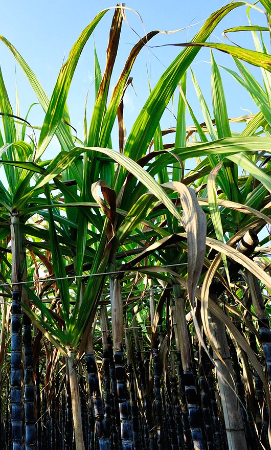 Tall green sugarcane plants with long leaves and thick stalks grow closely together under a clear blue sky, viewed from a low angle.