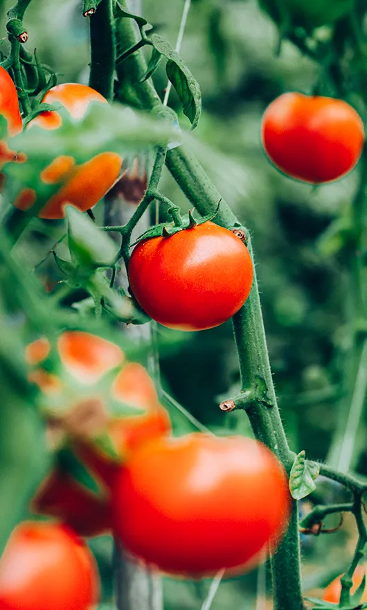 Ripe red tomatoes growing on green vines, surrounded by leaves, with a blurred green background.