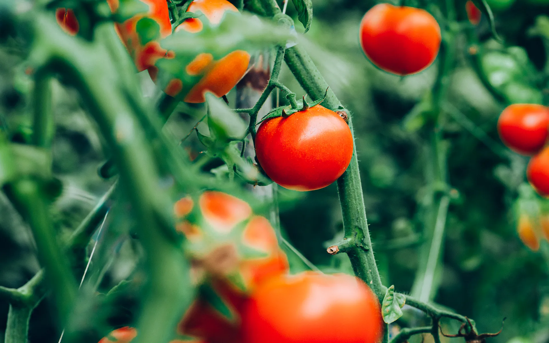 Ripe red tomatoes growing on green vines, surrounded by leaves, with a blurred green background.