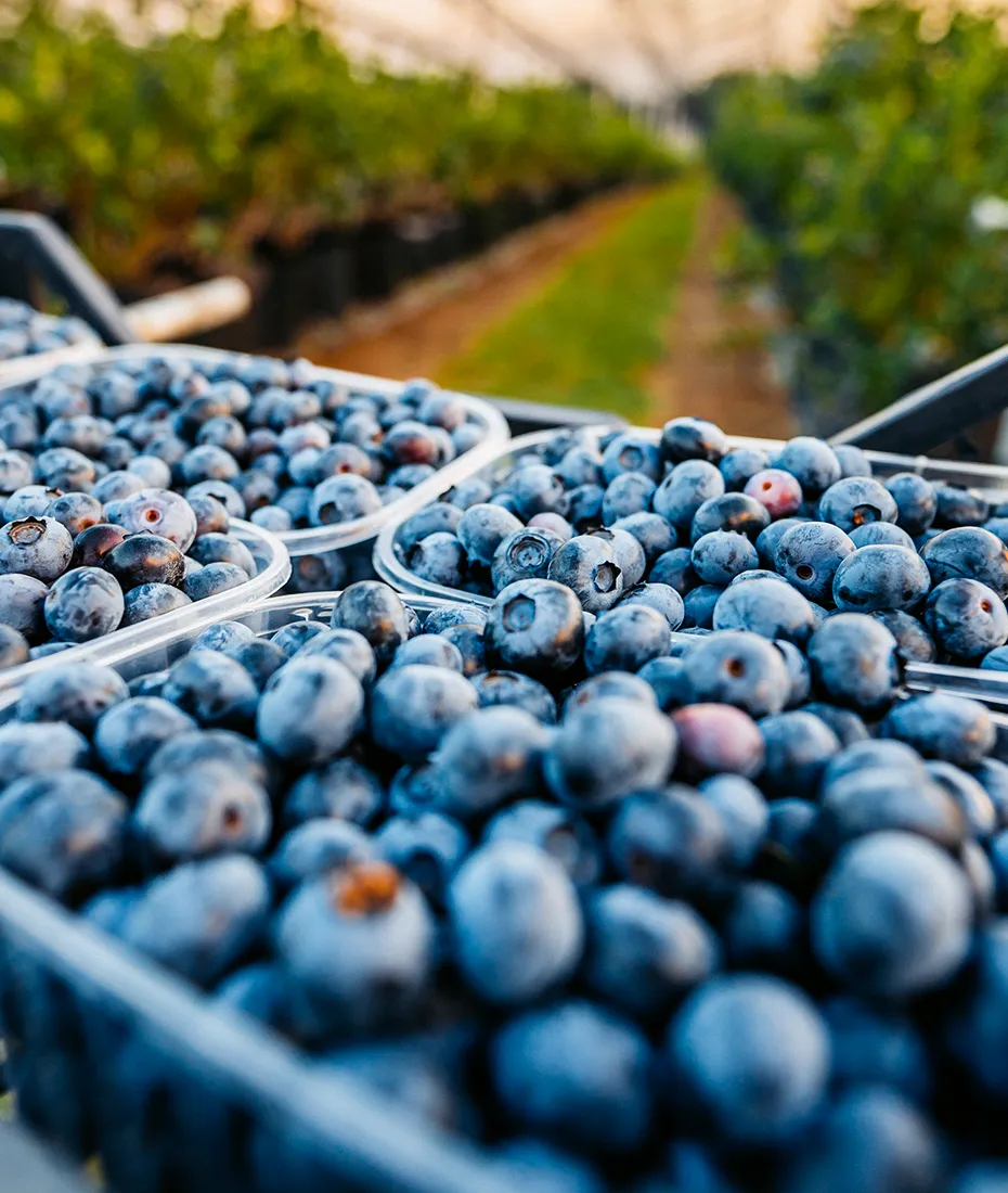 Close-up of fresh blueberries packed in containers, with rows of green plants in the background, possibly on a farm or in a greenhouse.
