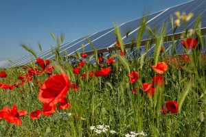 Bright red poppies and green grass grow beneath large solar panels under a clear blue sky, illustrating a blend of renewable energy and natural wildflowers in a rural setting.