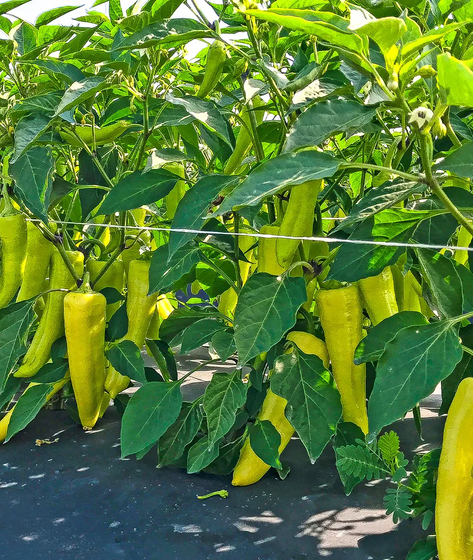 Several pepper plants with elongated yellow-green peppers growing among lush green leaves, supported by a horizontal string. The peppers hang down and the ground is covered with black material.