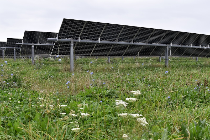 Rows of solar panels stand in a grassy field with wildflowers, under a cloudy sky.