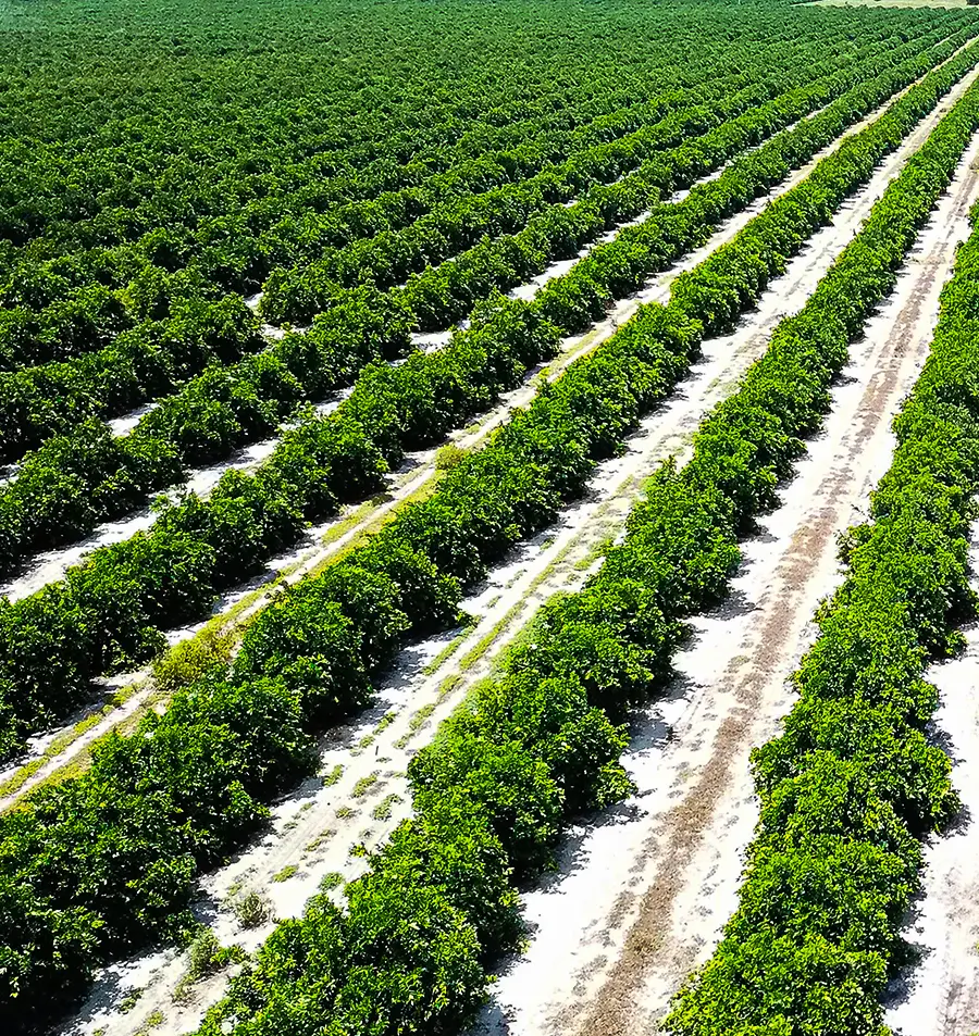 Rows of green row crops grow in neat lines across a large, sunny agricultural field.