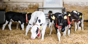 Five black and white calves with colored collars stand and graze on straw in a barn with brown and white tiled walls.
