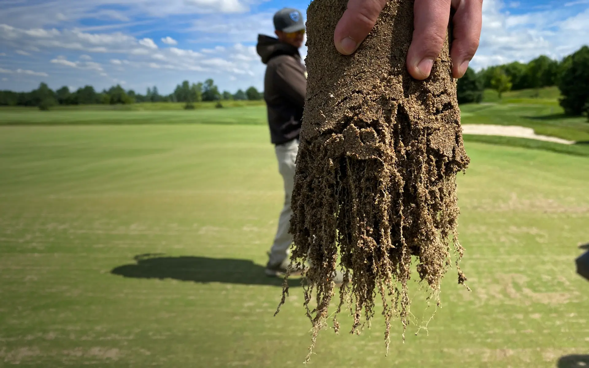 Closeup of turf plug with healthy long root system.