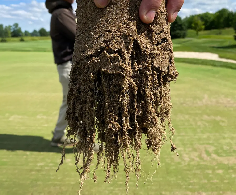 Hand holding turf plug with long healthy root zone.