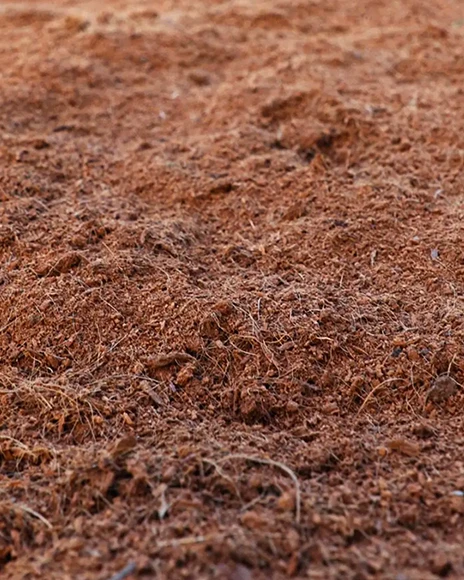A close-up view of loose, brown soil covering the ground, with small sticks and fine organic matter visible throughout the surface.