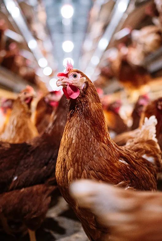 Free-range brown chickens in barn.