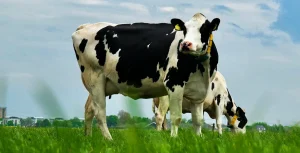 Two black-and-white cows standing on green grass in a field, with trees and buildings visible in the distant background under a partly cloudy sky.
